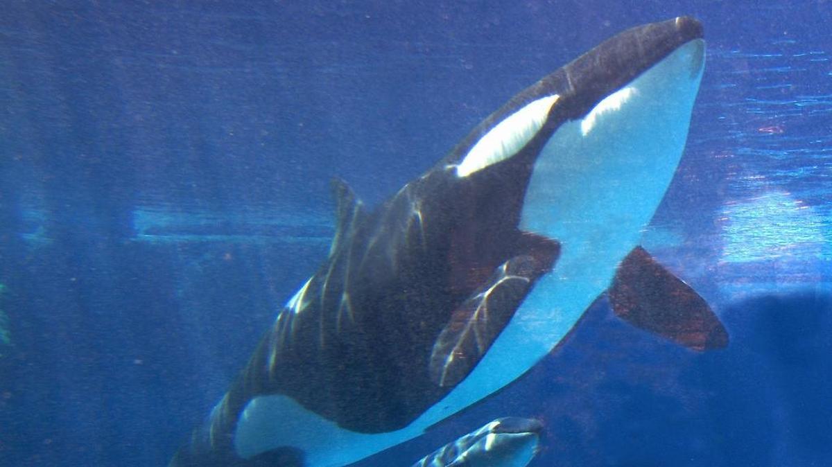 Takara, shown swimming with her new calf at SeaWorld in San Diego in May 2002, were conceived through artificial insemination. SeaWorld Entertainment Inc. says it will no longer breed killer whales.