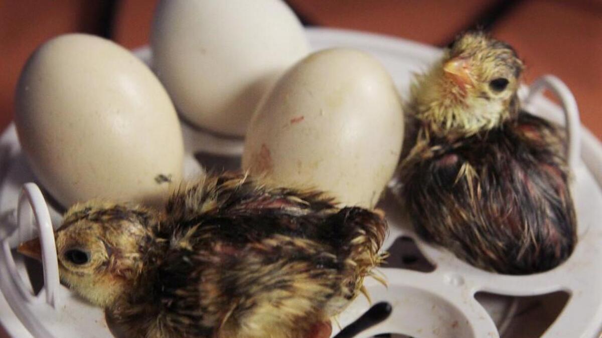 Staff file, 2014: A pair of newborn chicks rest in teacher Pam Deck’s third grade classroom at Pleasant Glade Elementary School in May 2014. Health officials are warning people to wash their hands with soap and water after handling live poultry after 16 cases of Salmonella were confirmed in the state.