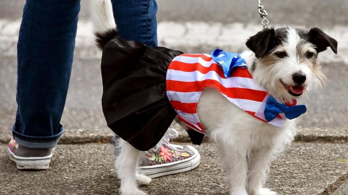 Thor, a 12-year-old Jack Russell terrier, shows his 4th of July spirit as he waits along Capitol Way for the annual Tumwater Independence Day Parade.