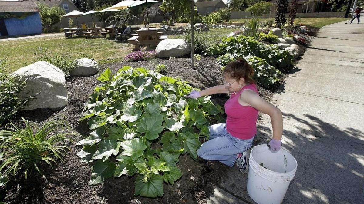 Weekly volunteer work parties are scheduled each Sunday at West Central Park in Olympia to maintain the property.