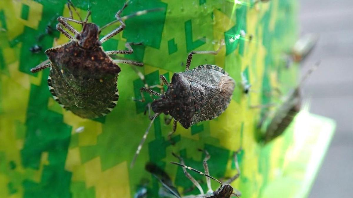 Washington State University researchers say brown marmorated stink bugs are starting to show up in Western Washington. The invasive species has caused millions of dollars in damage to crops in Mid-Atlantic states.