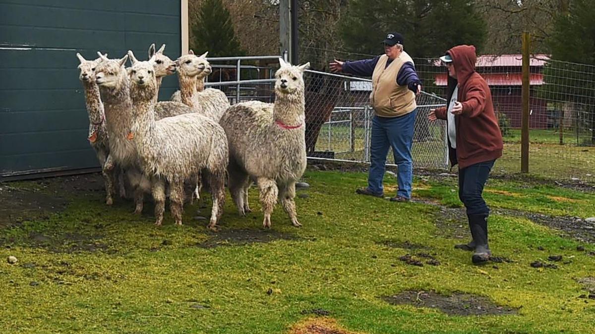 Stopping by foster care farm in south Thurston County March 23rd Cross Creek Alpaca Rescue members Shari Bond and Jackie Glover attempt to herd a group of rescued Alpacas into a holding are to administer deworming medicine. They are from a group of around 35 alpacas which were seized in Thurston County last Friday as their owner had been in trouble for animal cruelty in Pierce County.