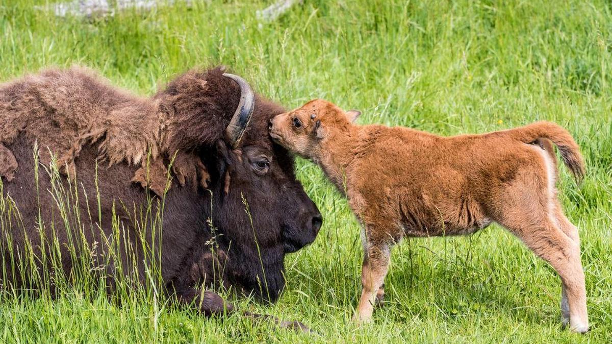 A female bison and her calf.