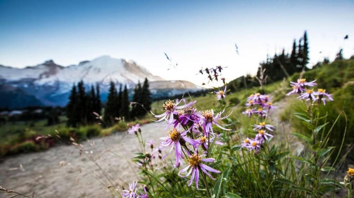 The Cascade aster flowers near Mount Rainier.