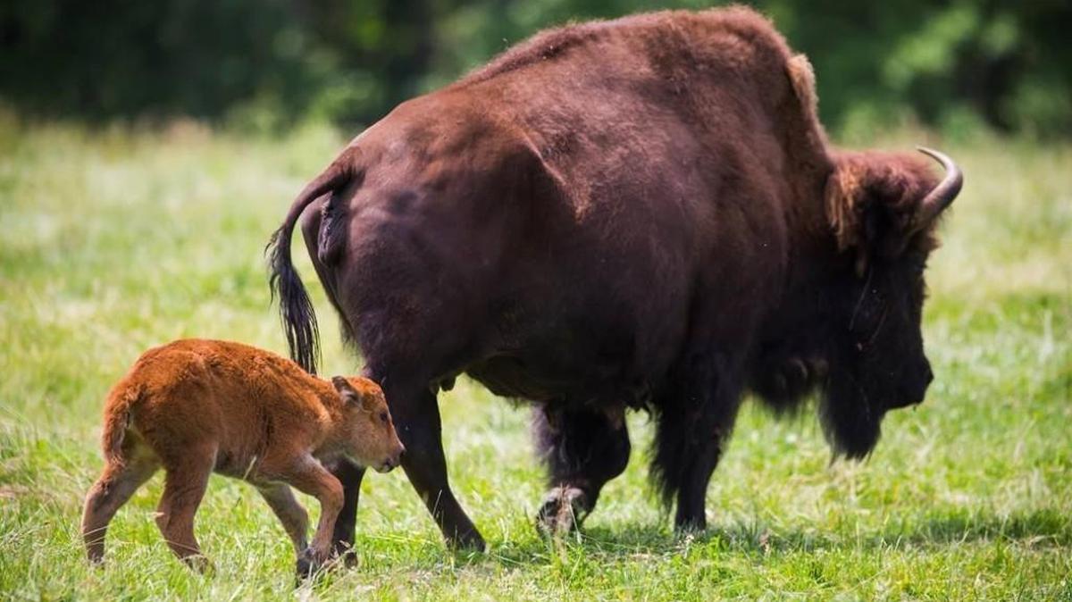 A bison calf was born Tuesday at Northwest Trek.