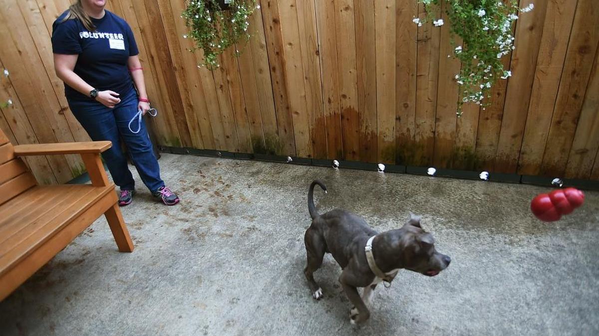 Volunteer Rae Stoneking takes Molly, a pit bull, out to the meet and greet area for a some morning toy-toss exercise Oct 21st at the Thurston Animal Services shelter.