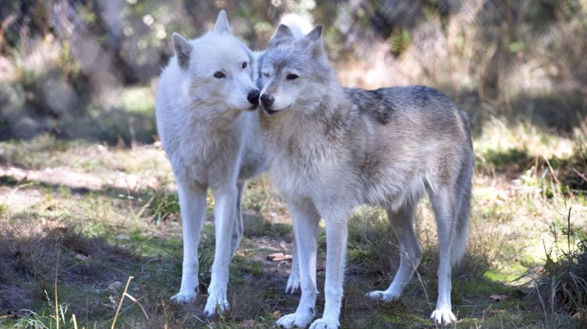 Gray wolf male London (left) nuzzles his mate, Lexi, in their enclosure at Wolf Haven International north of Tenino. Wolves & Wine: Wolf Haven’s fall fundraiser will be 5-8 p.m., Sept. 30 at Saint Martin’s University, Norman Worthington Conference Center. 5300 Pacific Ave. SE, Lacey. $75 per person. Silent and live auctions, wine tastings and hors d’oeuvres. Purchase online at wolfhaven.org or call 360-264-4695 x210.