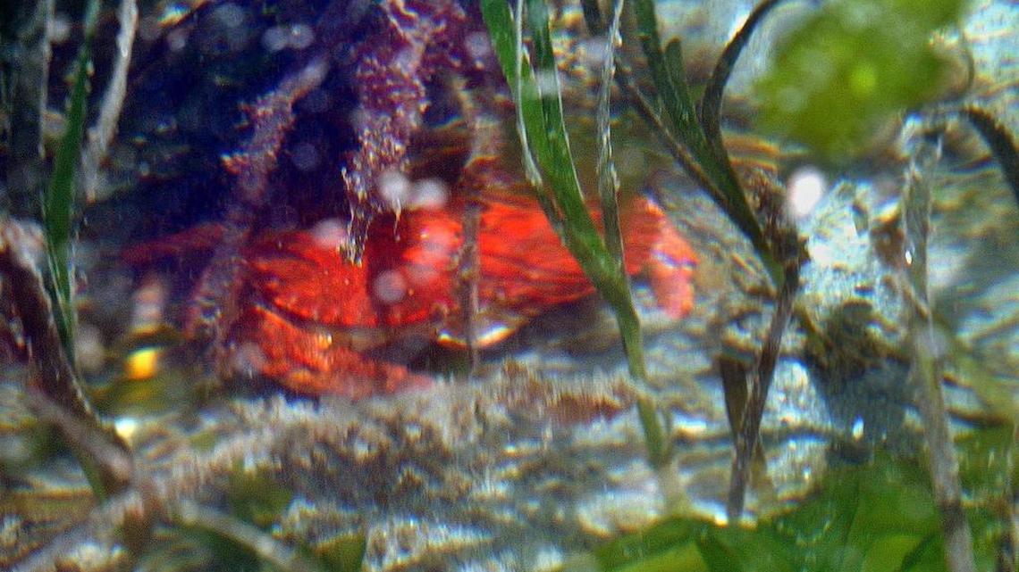 A rock crab uses the eel grass to hide near the shore at Maury Island. Critical eelgrass beds are showing signs of recovering in parts of Puget Sound, according to the state Department of Natural Resources.