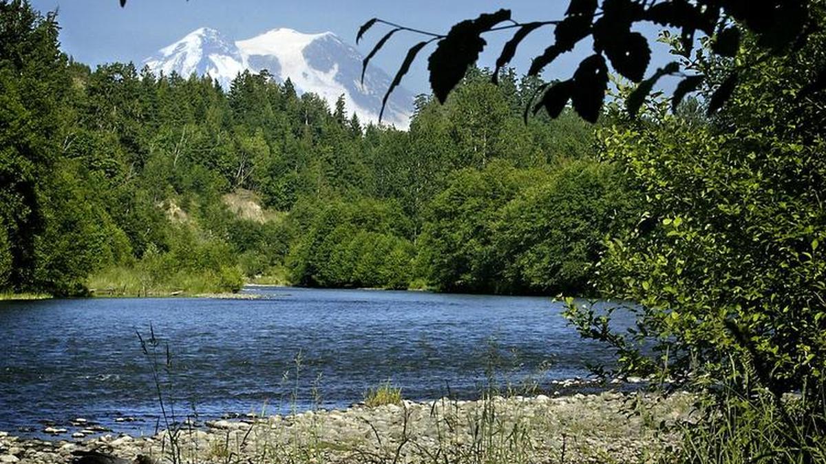 Mount Rainier peeks out from behind a forested bluff along the Powell Creek area of the Nisqually River southeast of Yelm. The property was purchased by the Nisqually River Land Trust to protect critical riverside habitat for salmon and steelhead spawning. The land trust is hosting an MLK Day of Service work party there.