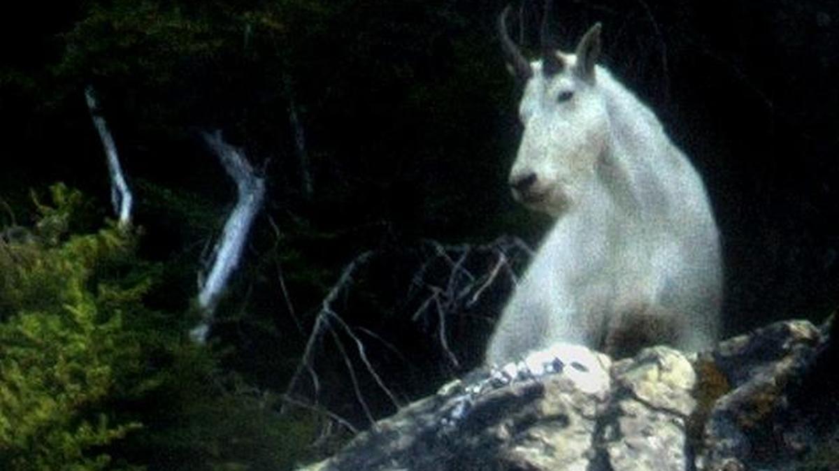 On a high ridge, a mountian goat appears momentarily before returning to the shade on a hot summer morning in the Cascades near Darrington in 2004.