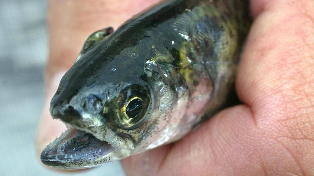 During its juvenile phase, the mouth of a Chinook salmon has a darker color, referred to as “blackmouth.”