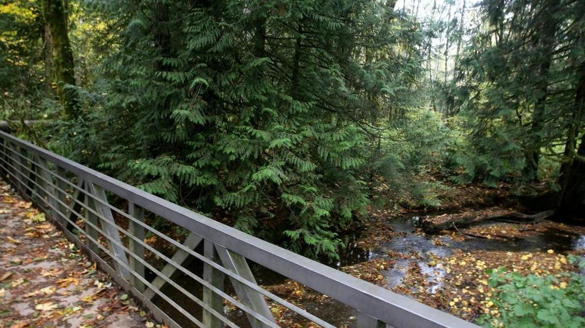 Nestled near the base of the Capitol Forest,the scenic McLane Creek Nature Trail offers a tranquil hiking path that offers views from reflecting ponds to chum salmon viewing.
