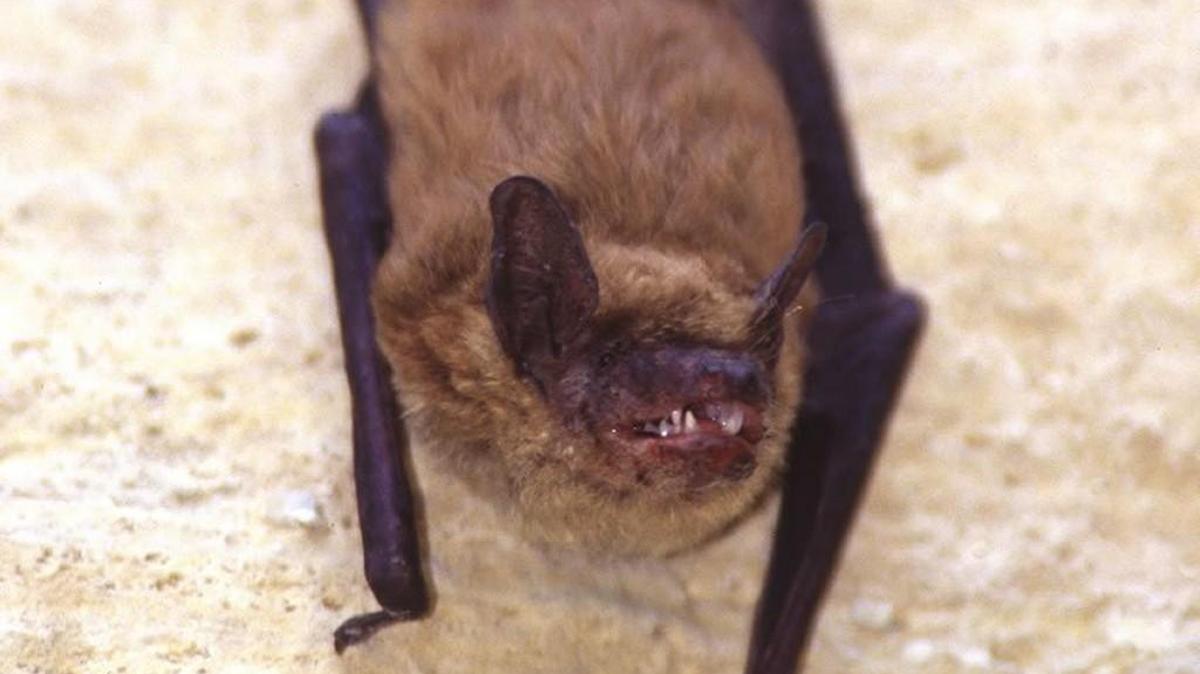 A big brown bat, which is found in Washington state.