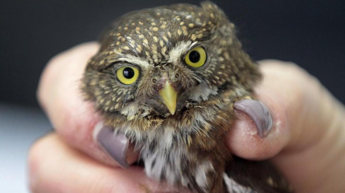 A pygmy owl with a broken wing is recovering at For Heaven's Sake Wildlife Rescue and Rehabilitation center north of Grand Mound. A program on owls is planned at the Olympia Timberland library Sept. 10.