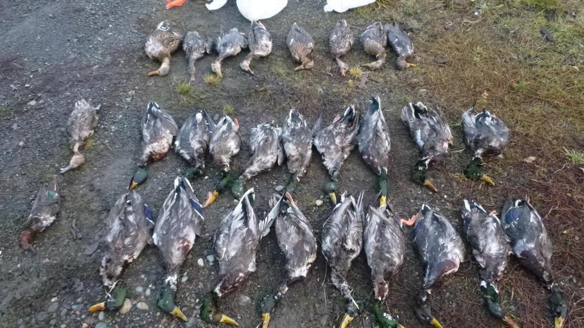 State Fish and Wildlife officers discovered three white garbage bags containing 28 ducks shot and dumped along the Devonshire road turnout on state Route 12 last week.