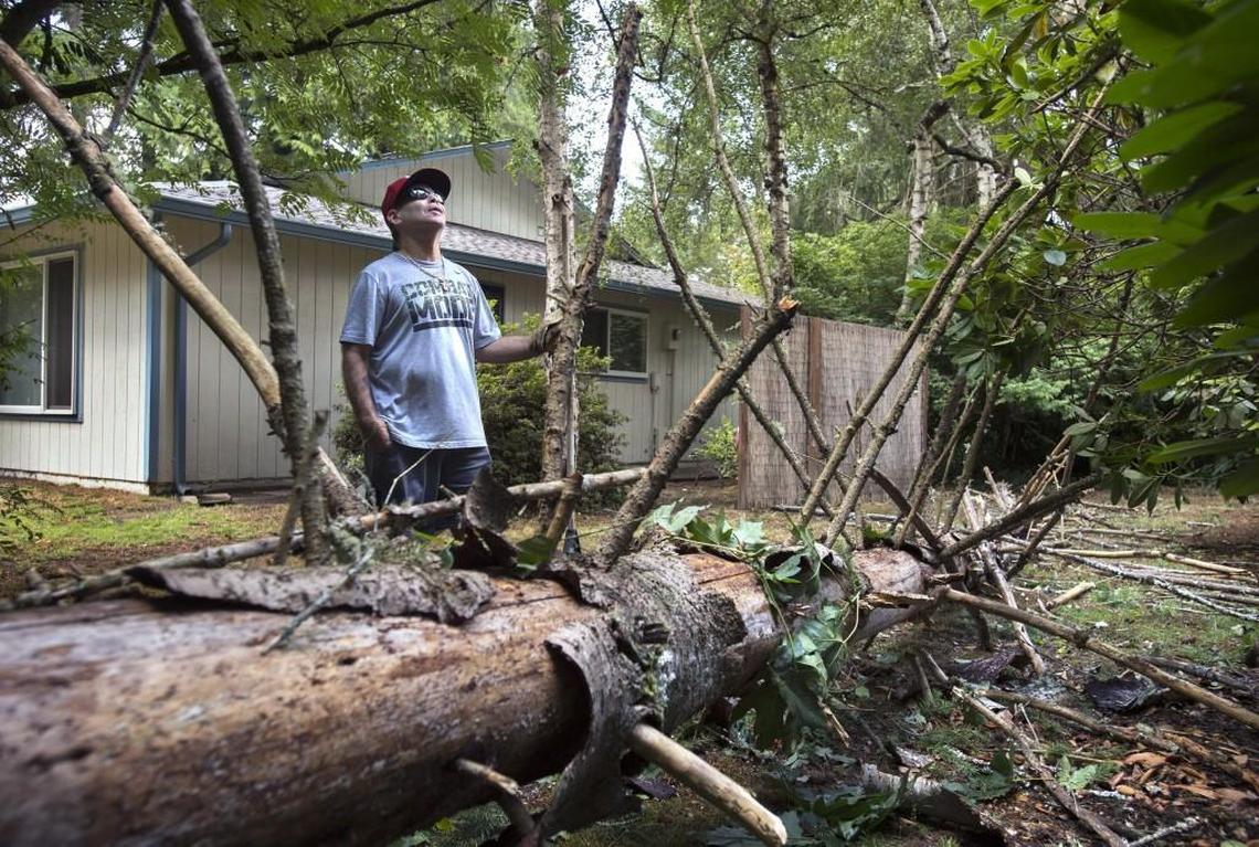 Rafael Martinez stops to look up at the tall trees surrounding his property as he cleans up debris from a pair of 60-foot-tall trees that fell in his neighbor's back yard  in Lacey in August 2015, just missing both houses.