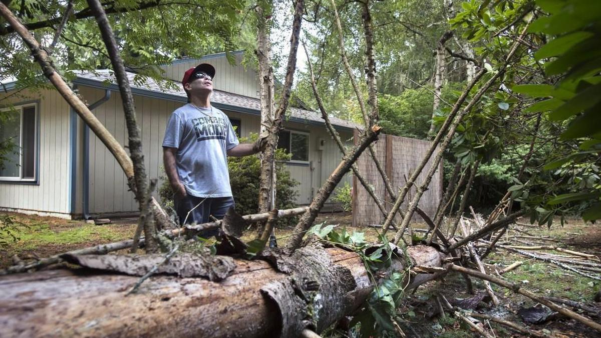 Rafael Martinez stops to look up at the tall trees surrounding his property as he cleans up debris from a pair of 60-foot-tall trees that fell in his neighbor's back yard on 16th Ave SE in Lacey, just missing both houses on Saturday, Aug. 29, 2015. "It was really howling through here this morning. I'd never seen it so strong," said Martinez, who was in his front yard cleaning up a fallen branch when the two trees tumbled.