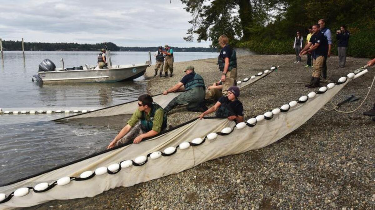 Congressman Denny Heck observes and experiences a joint fish collecting and tagging operation conducted Aug. 30 by the Washington Department of Fish and Wildlife and the Washington Conservation Corps staff on the beach near Sunset Beach Drive off of Eld Inlet.