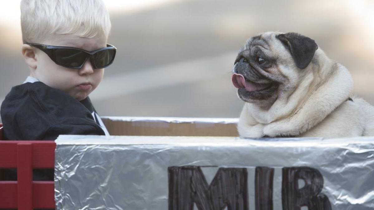 Russell Soderquist, 2, of Olympia, is all business as he waits with his Men In Black partner, Kirby the pug, for the start of the2016 Pet Parade in downtown Olympia. This year’s Pet Parade is Saturday, Aug. 19