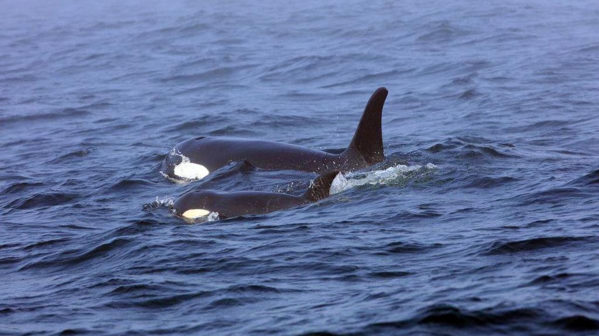 In this Aug. 7 photo, Southern Resident killer whale J50 and her mother, J16, swim off the west coast of Vancouver Island near Port Renfrew, B.C.