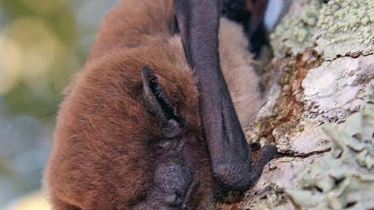 Learn about bats June 23: Did you know that bats have five digits in each of their wings, just like the human hand? Or that some bats use their tail to scoop up insects? Join local bat expert, Greg Falxa, for a free bat talk and walk. Bat Talk, registration required, 7 p.m., Traditions Café, 300 Fifth Ave. SW, Olympia. Bat Walk, no registration required, 9 p.m., Heritage Park on Capitol Lake (across from Traditions Café) To register, visit www.streamteam.info and click on “register.”
