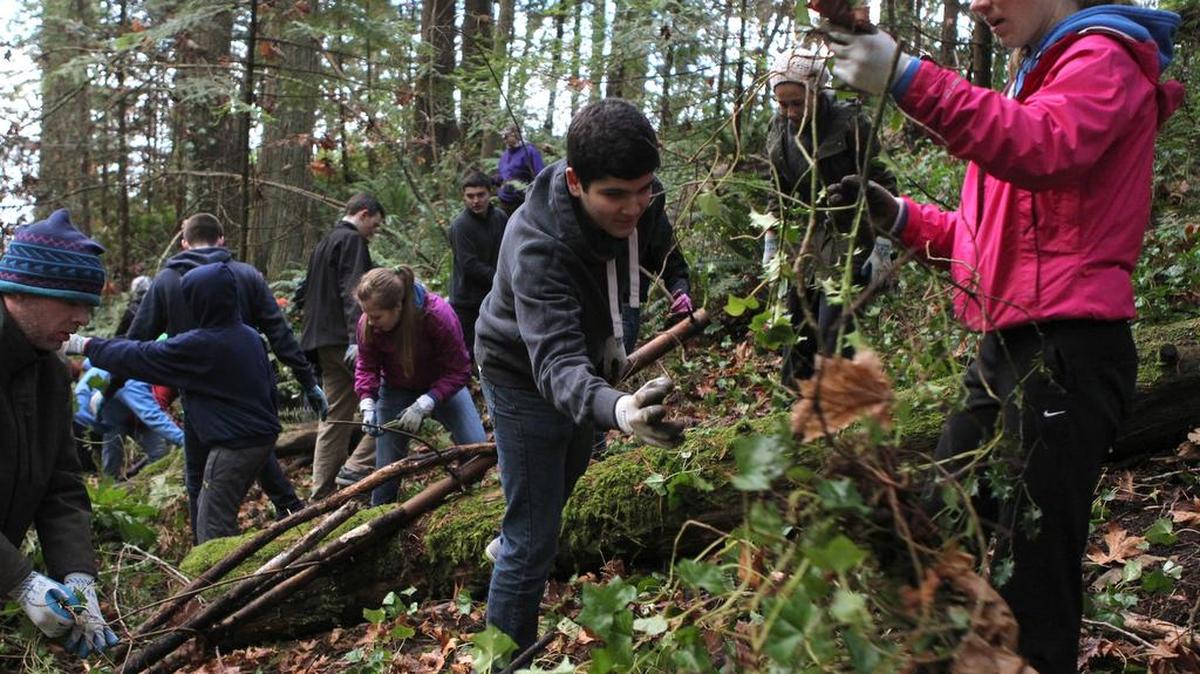 Olympia High School sophomores Dyako Gardi (center) and Erin Roloff join dozens of other volunteers to pull invasive non-native ivy during a City of Olympia community volunteer work party at Priest Point Park in 2014. An Earth Day work party is planned in the park on Saturday.