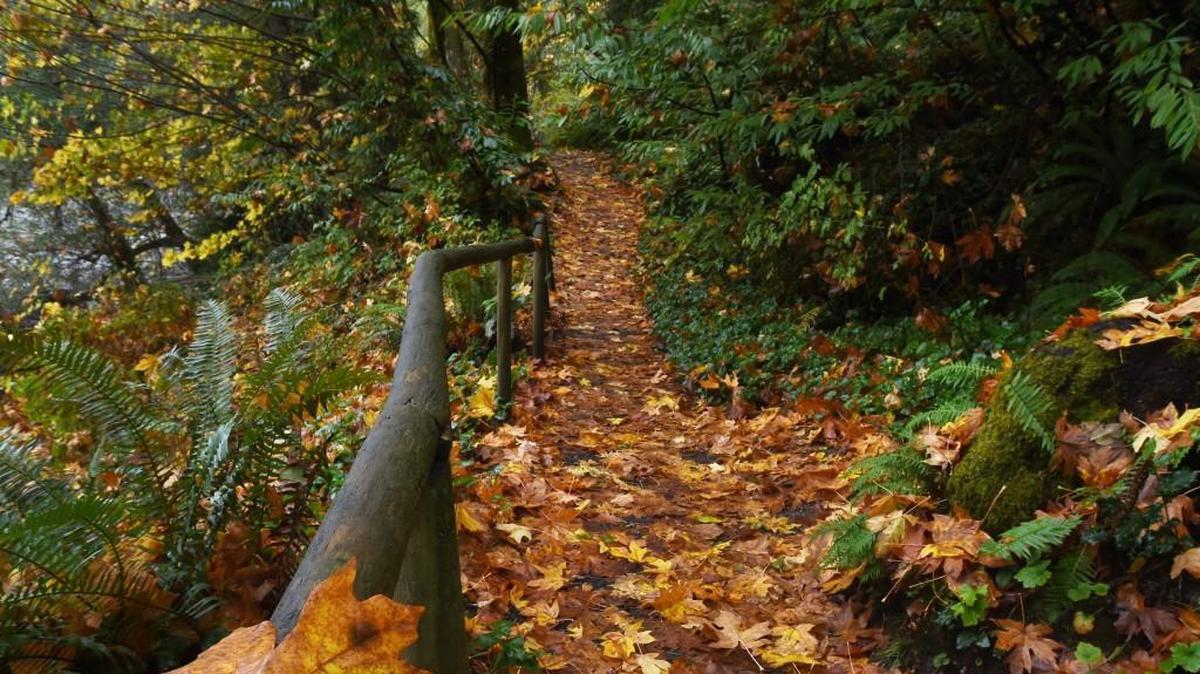 The City of Olympia is hosting a virtual public hearing to rename Priest Point Park to Squaxin Park on March 17.