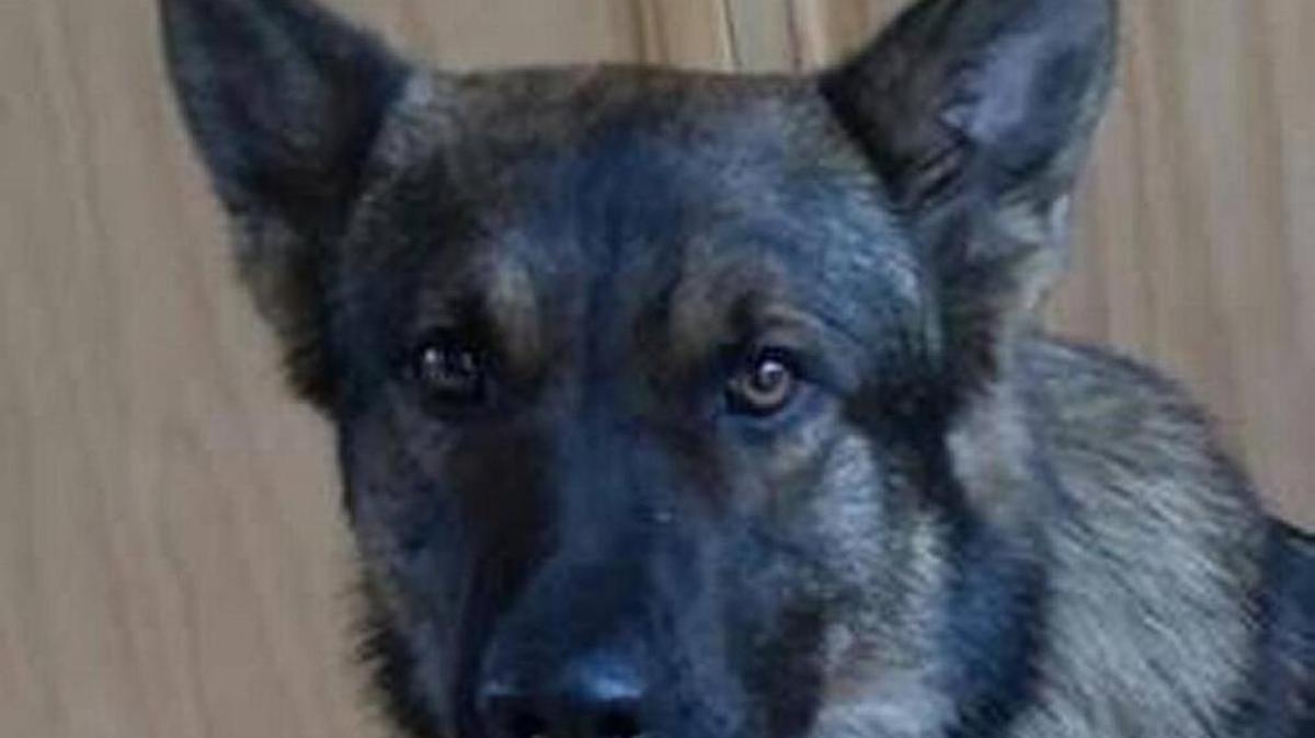 Washington State Patrol K9 Patrick died April 14, 2016 during emergency surgery.