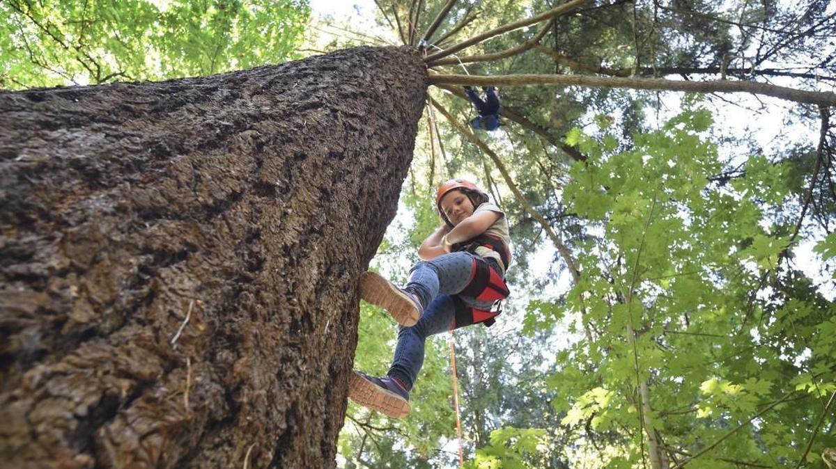 
Ruth Lindsay, 8, descends after exploring the canopy of a Douglas fir tree this summer during the Olympia Park, Arts & Recreation’s “Kids Canopy Climb” at Priest Point Park in Olympia.
