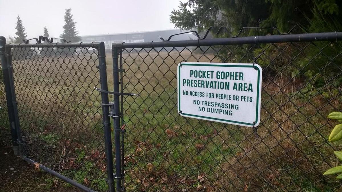 Tumwater’s Bridlewood neighborhood, located off of 79th Avenue Southeast, includes a portion of land set aside for Olympia Mazama pocket gopher habitat.