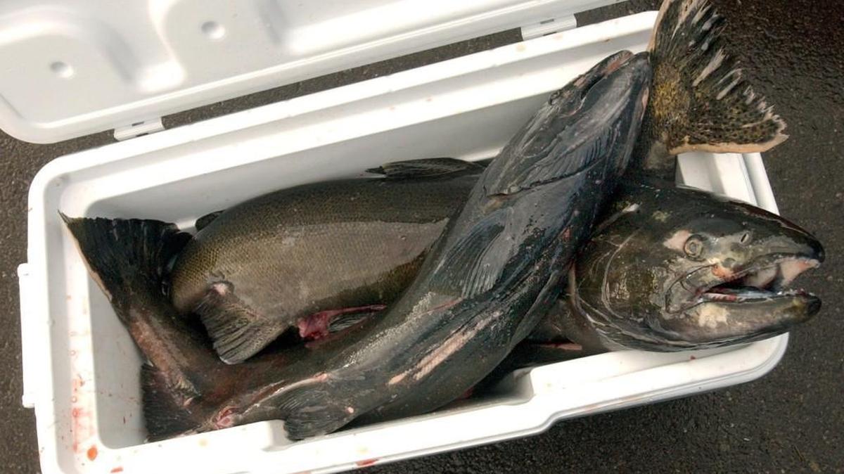 Chinook salmon are placed in a freezer box at the Nisqually tribe’s hatchery. Once the eggs and sperm are removed from the fish, the tribe gives them away.