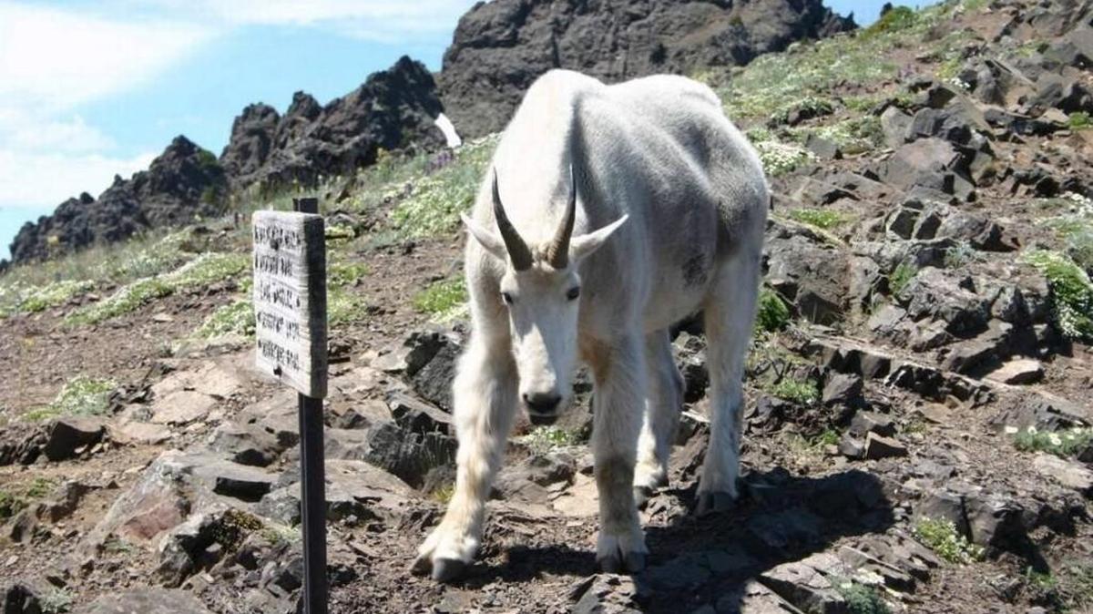 A mountain goat in Olympic National Park faces off with a photographer in 2008.
