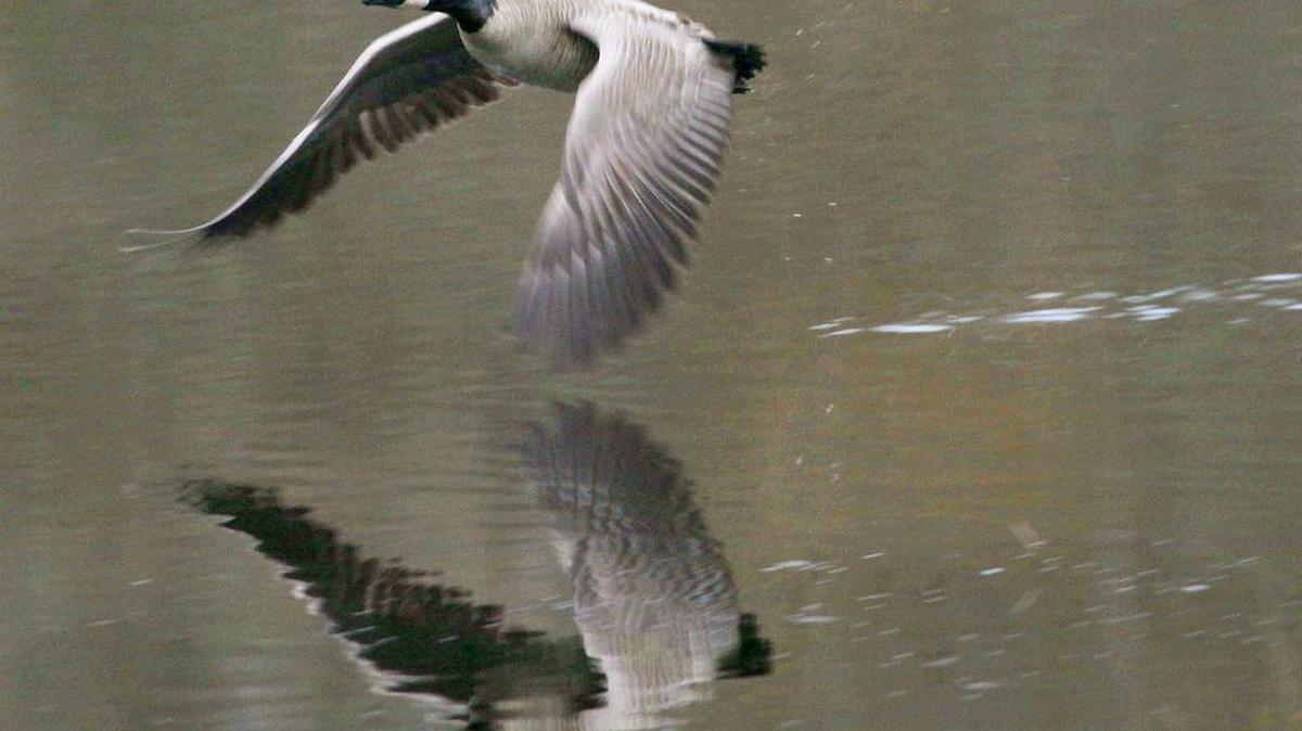 A Canada goose skims the water near the Nisqually National Wildlife Refuge Visitor Center.