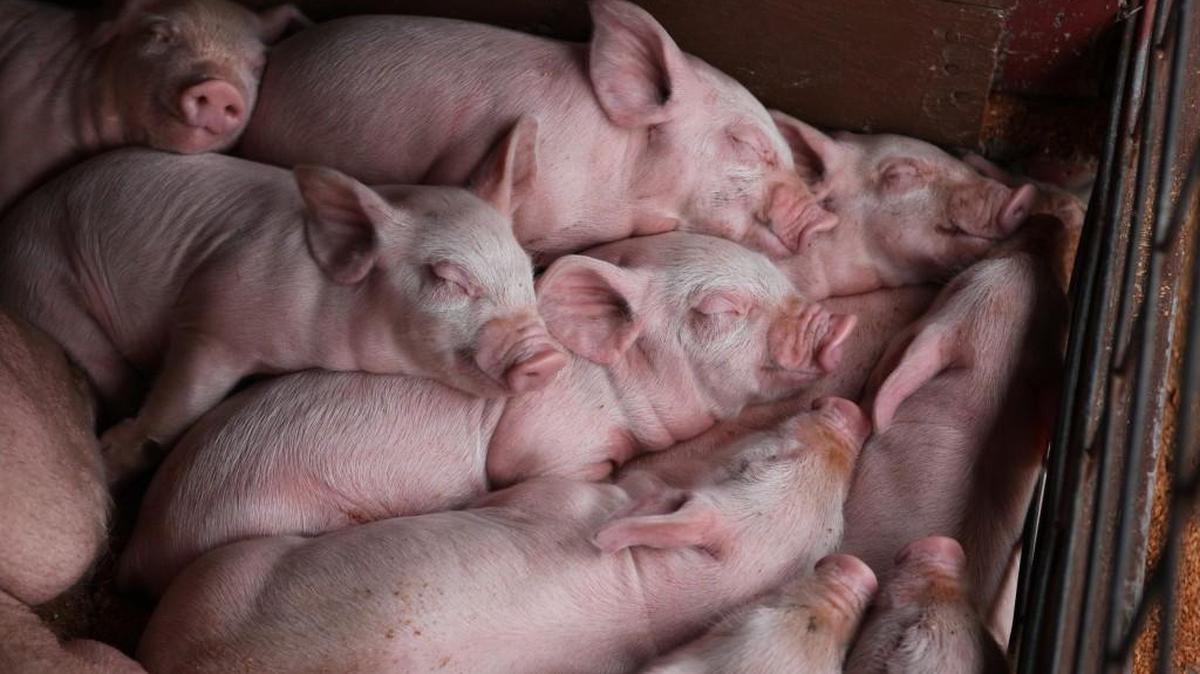 Two-week-old piglets sleep during the opening day of the Thurston County Fair in Lacey. The fair starts Wednesday.