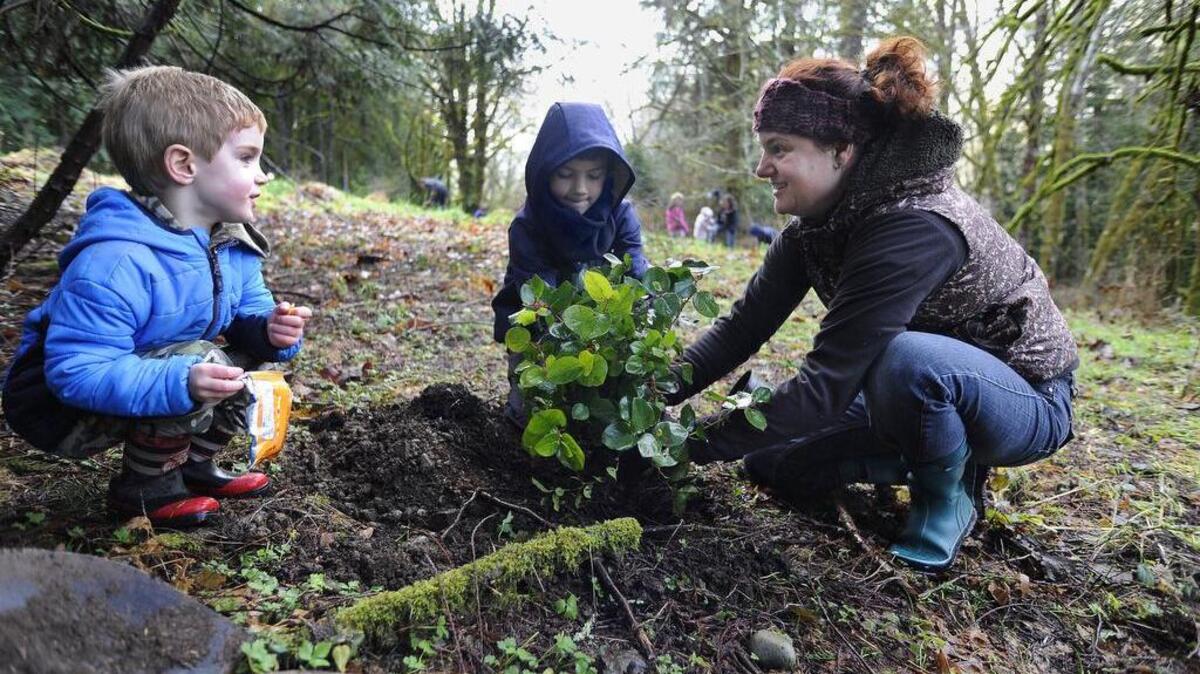 Cynthia Wilkerson along with her sons Remy Novack, 4, and his brother Leopold Novack, 7, volunteer their Martin Luther King Jr. holiday by planting native trees and shrubs at the Allison Springs reserve on Monday, Jan. 18. One of numerous service events offered throughout the region on Monday, the project was hosted by the Capitol Land Trust organization and City of Olympia.