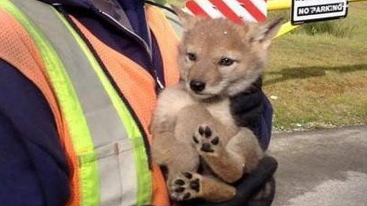 Lacey employee Greg Lee and a coyote pup he rescued on Wednesday.