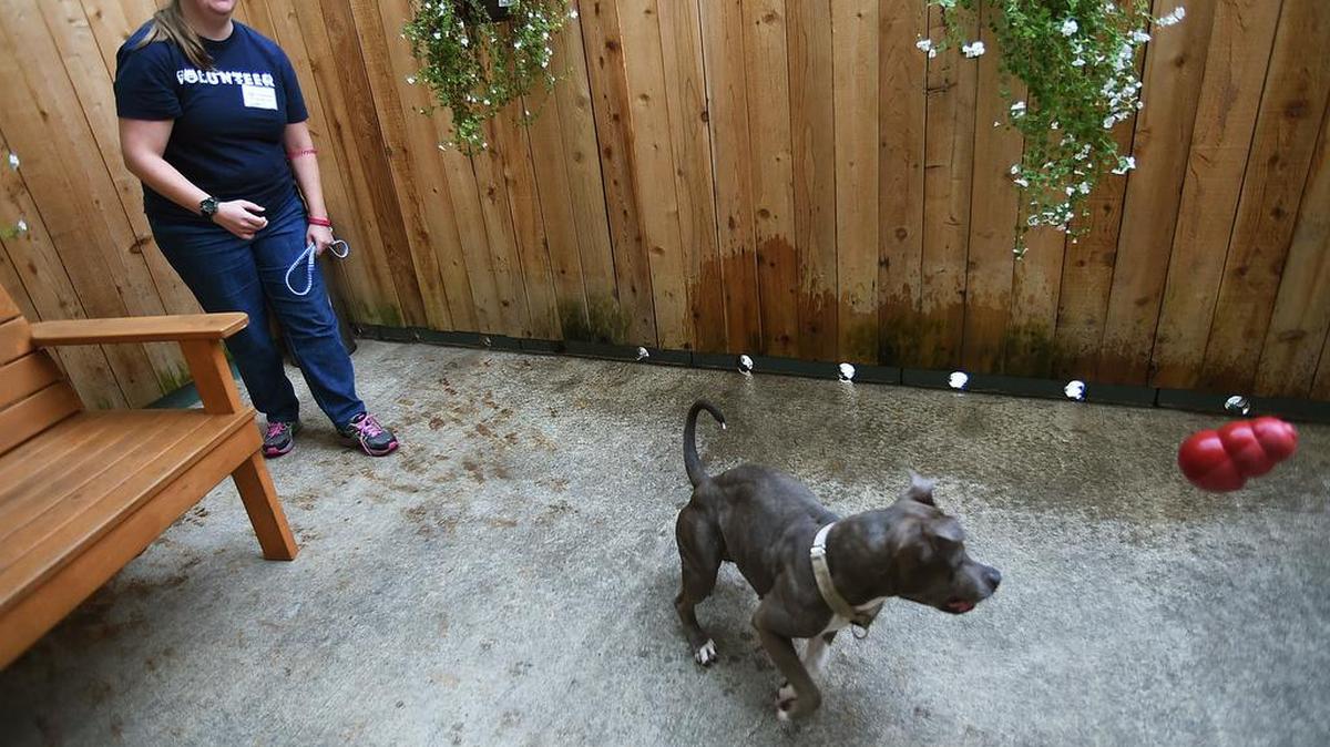 Volunteer Rae Stoneking takes Molly, a pit bull, out to the meet and greet area for a some morning toy-toss exercise Wednesday at the Thurston Animal Services shelter.