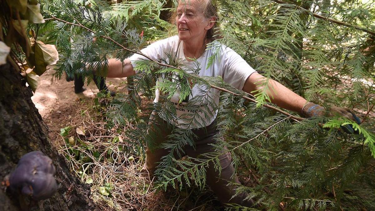 Volunteer Roberta Woods wades into a thick bramble of ivy during a clearing and enhancement work party in Priest Point Park in 2016. Volunteers will be pulling Himalayan blackberries at the park on Wednesday.