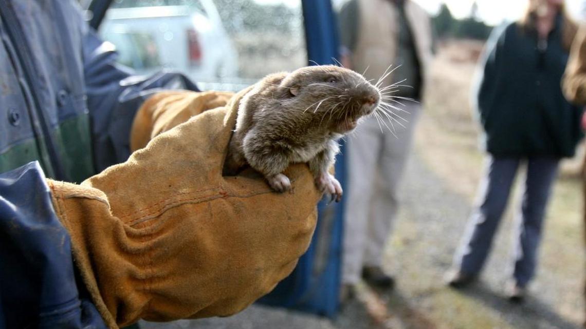 Thurston County is working to provide a long-term fix to permitting headaches caused by the protection of the endangered Mazama pocket gopher.