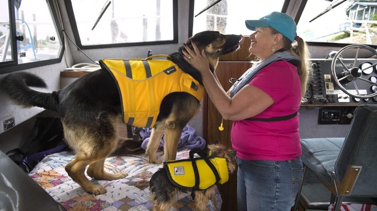 Sonja Winkelman of Olympia gets her dogs, Sparky, top, and Jele ready to a boat trip as she and husband Richard Winkelman prepare to head out from Swantown Marina in Olympia on Saturday. “All of us wear life jackets once we’re traveling,” Sonja said. “You aren’t going to have time to get them if something goes wrong.”