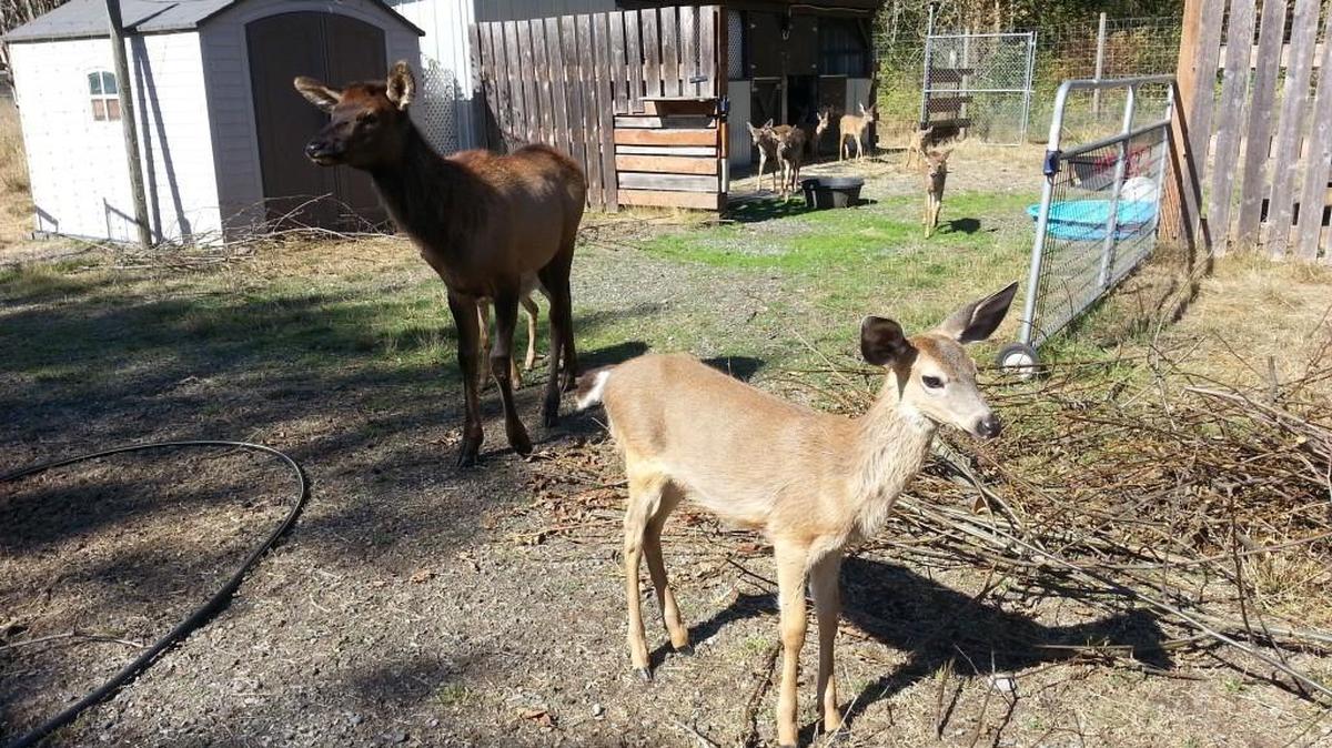 A fawn and elk calf at For Heaven’s Sake Animal Rescue and Rehabilitation on Sept. 22. The state Department of Fish and Wildlife has since investigated the facility and euthanized some animals because they have become habituated to humans.