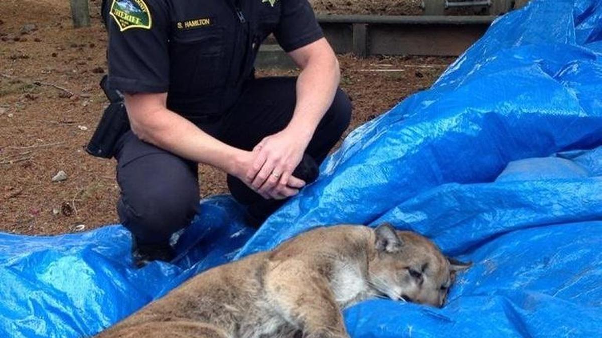 
Thurston County Sheriff’s Deputy Steve Hamilton with a cougar that was tranquilized Monday in south Thurston County and then released.
