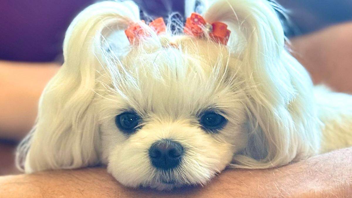Meet Margo, the cutest dog in the Olympia area, per The Olympian’s readers.