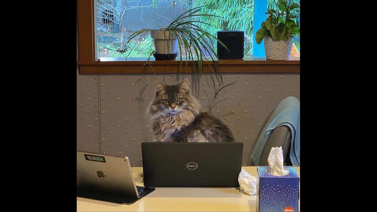 Elsa the cat sometimes “helps” her human — The Olympian’s editor, Dusti Demarest — with work.