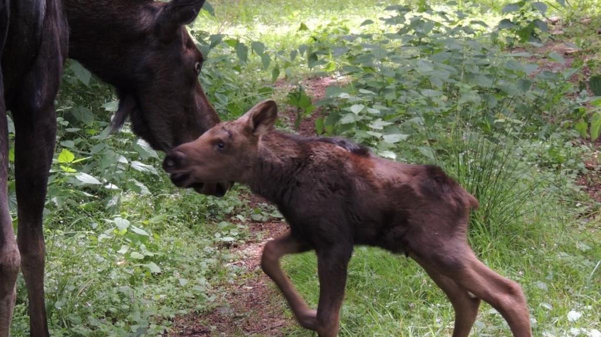 Connie checks on her newborn moose calf Sunday at Northwest Trek.