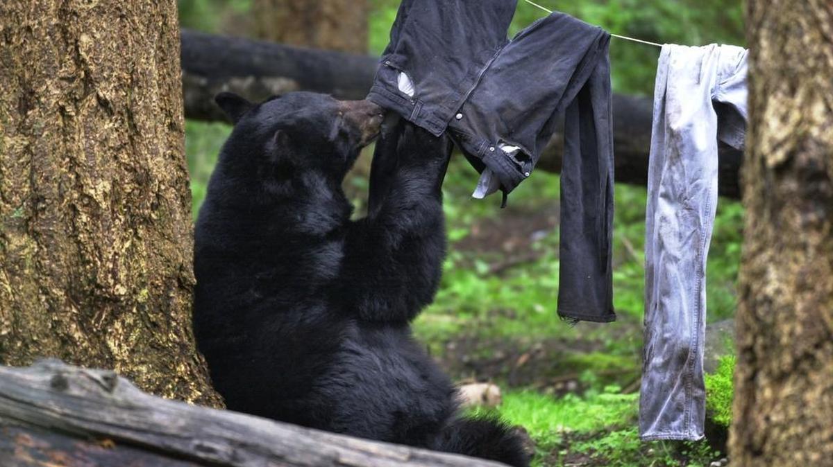 
A black bear munches on jeans attached to a clothes line that was part of a demonstration on campsite safety at the bear den at Northwest Trek wildlife park.
