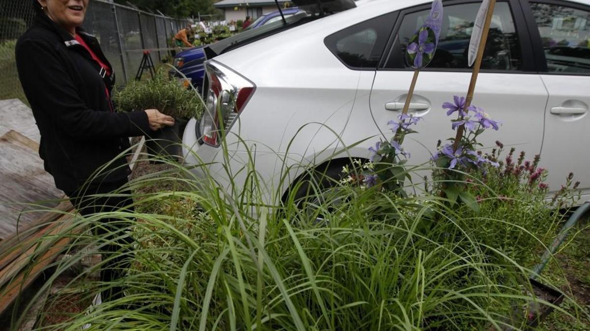 Recently relocating to Thurston County from the Longview area Sarah Jordan was very pleased with her wagonload of selections found at the Native Plant Salvage Foundation's 2014 Water-Wise Plant Sale Sunday at the WSU Extension office in west Olympia. Several organizations have plant sales planned this week.