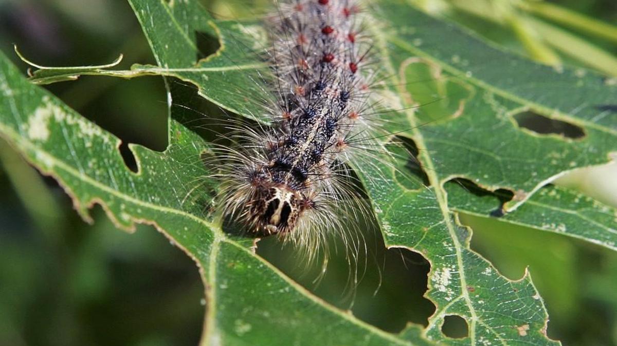 A gypsy moth caterpillar walks along partially eaten leaves of a tree.