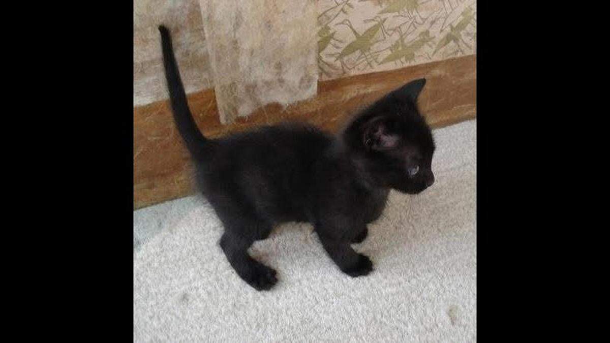 Spider was rescued from a marshy field as a kitten.