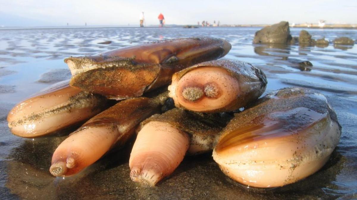 Razor clam diggers will get one more shot at bivalves starting Friday at Copalis and Mocrocks beaches.